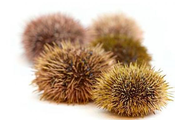 III.-New echinoderm species: sea urchins and sea cucumbers
