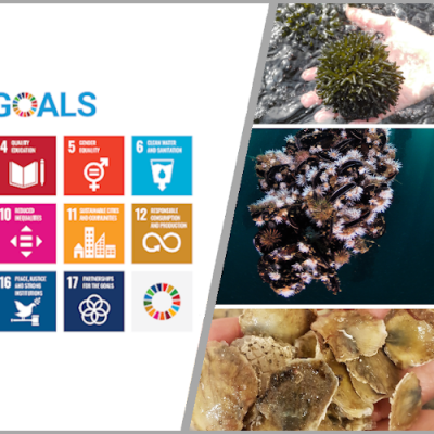 Survey on SDGs and low-trophic aquaculture.