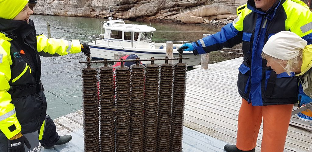 Field work on oysters by IVL team focused on native oyster production. Photo: Åsa Strand