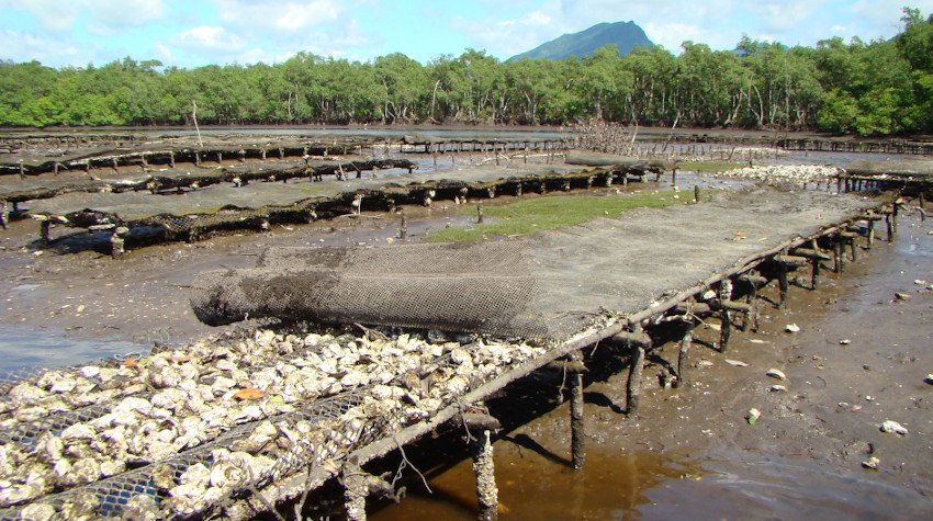 Mangrove oysters production in Cananeia, Sao Paulo, Brazil.