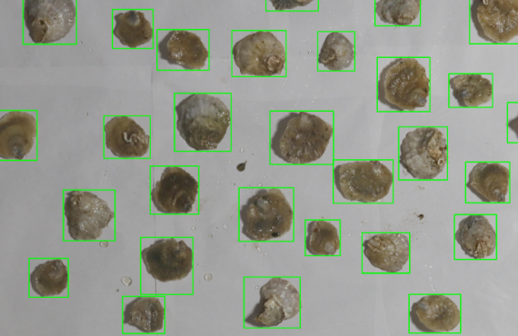 Image analysis applied to oyester by Swedish center IVL. Photo by Asa Strand.