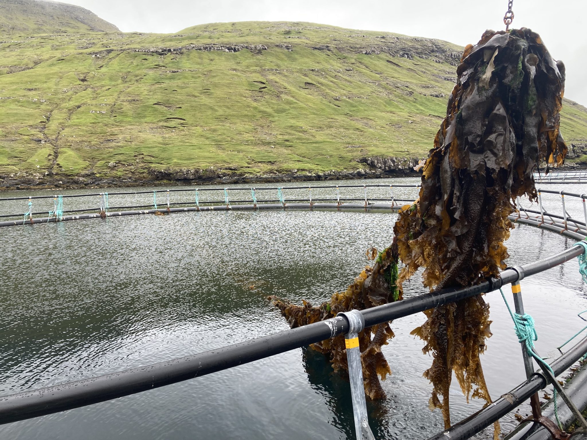 Learning about kelp in the Faroe Islands » AquaVitae