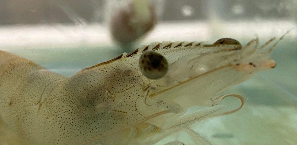 salinity and acidification in shrimp