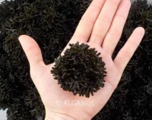 algae seaweed