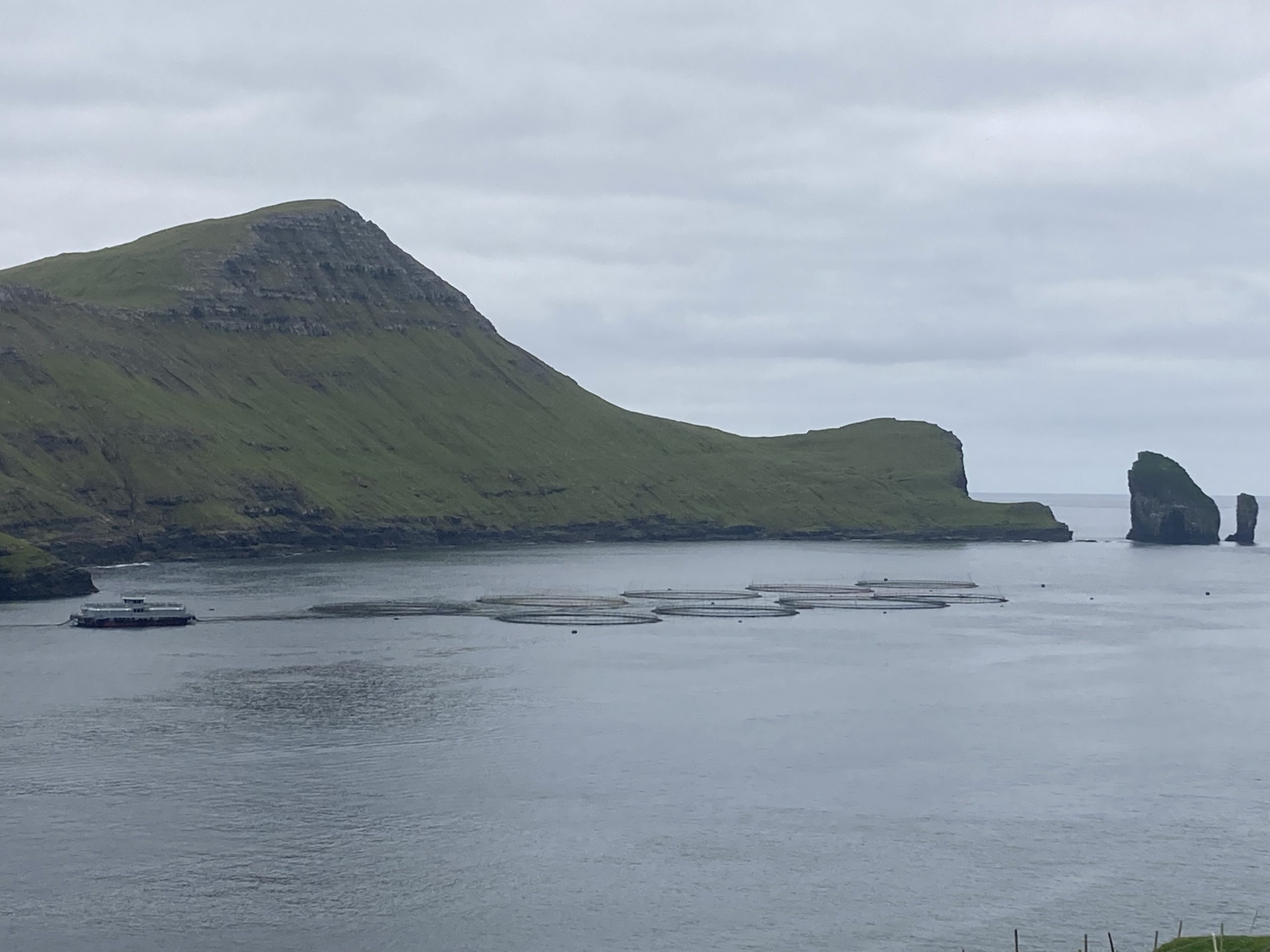 Comparison of the growth of Saccharina latissima at a cultivated