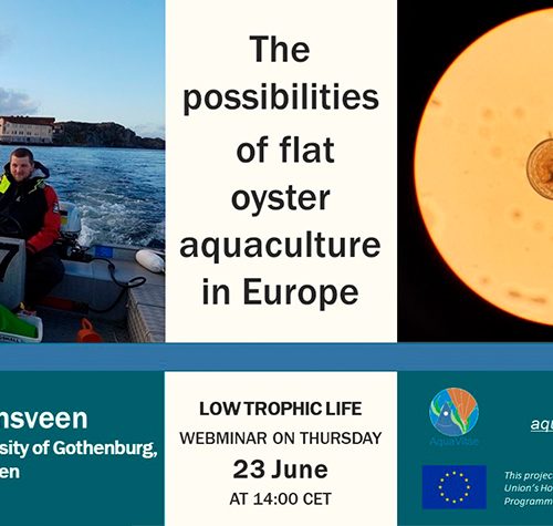 Low Trophic Life Webinar: “The possibilities of flat oyster aquaculture in Europe”
