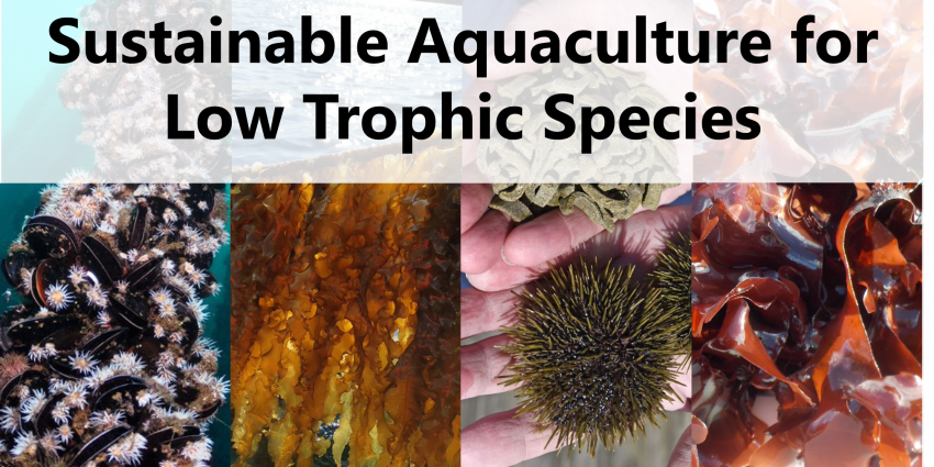 MOOC on sustainable aquaculture low-trophic species