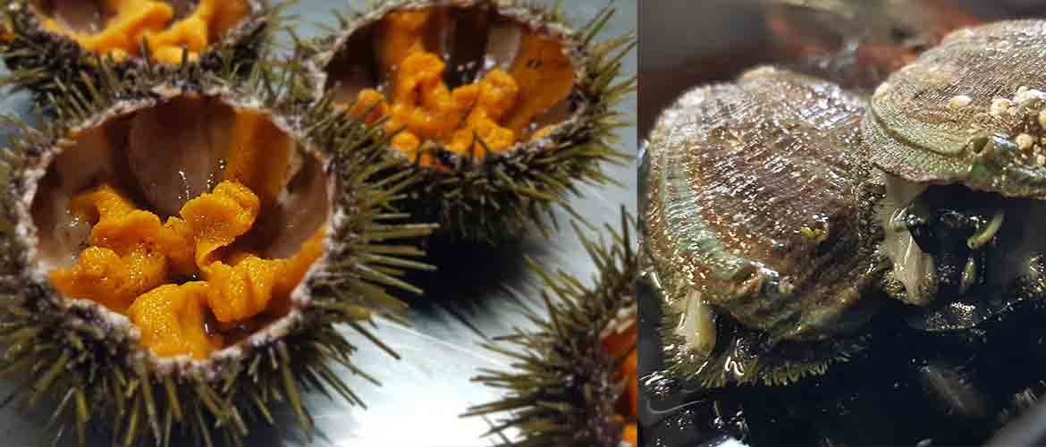 Abalone and sea urchin, the favourite products at the masterclass
