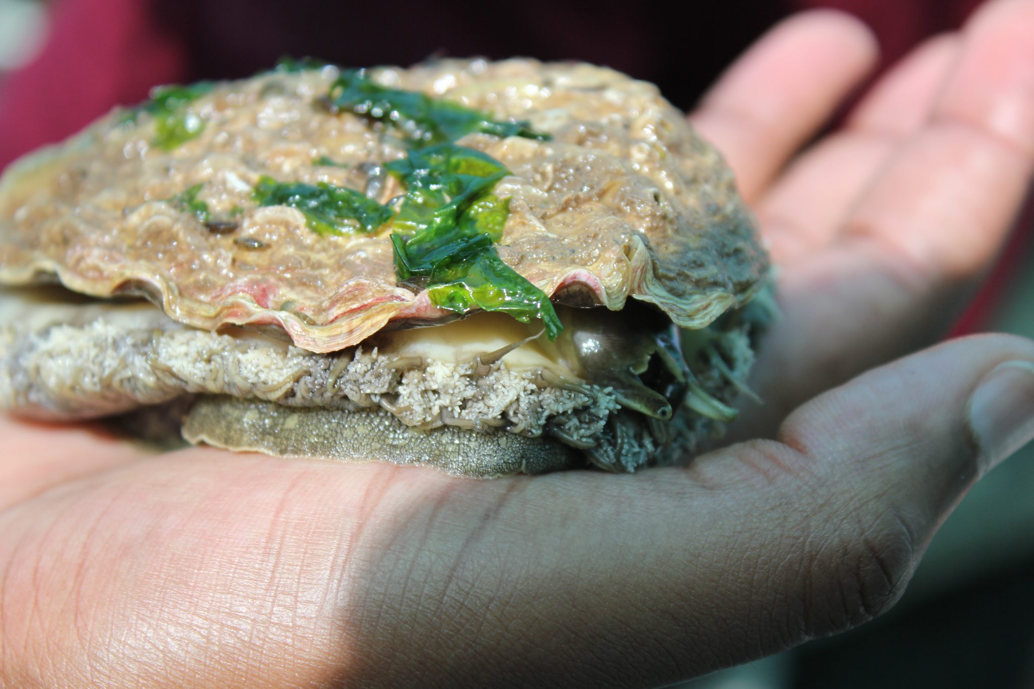 AquaVitae in South Africa Abalone farm and partner visits during the