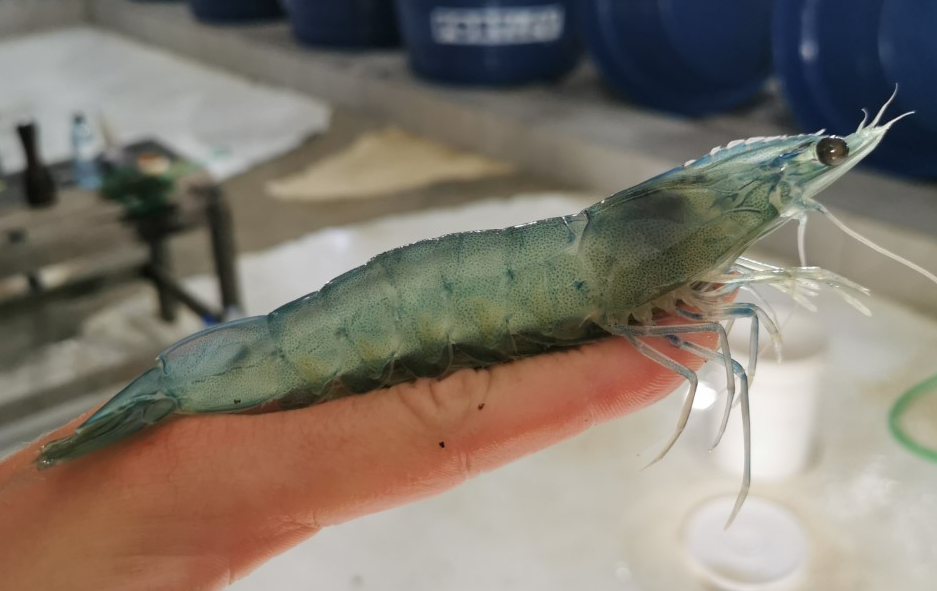 Can mussel meal be used in diets of the whiteleg shrimp and does it